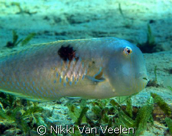 Razorfish taken at Marsa Bareika using Olympus E300 and S... by Nikki Van Veelen 